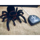 Павук Тарантул на радіоуправлінні з очима 30 см Cute Sunlight 871 Tarantula