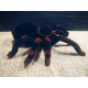 Павук Тарантул на радіоуправлінні з очима 30 см Cute Sunlight 871 Tarantula